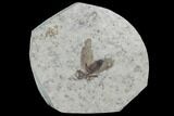 Fossil March Fly (Plecia) - Green River Formation #95843-1